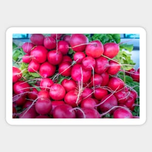 Red Radishes 2 Sticker